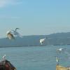 2nd_birds-and-boat-6-at-port-royal-_tanisha-ennis_capturing-kin