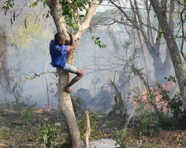 Ian Allen/Photographer
Tyrese Rodney climb a tree to get a better view of a bush fire, which has been raging in Western St Thomas for over a week, threathens this house in Gordon Castle, Llandewey St Thomas. The fire, which is believed to be caused by the unwise slash and burn practice, has caused massive devastation in the surrounding areas of Richmond  Gap, Orange Tree  and Albion Mountain. Thousands of fruit trees such as mangoes and ackees have been destroyed. Several goats have perished in the blaze.