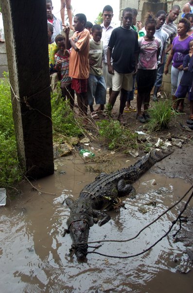Ricardo Makyn/Staff Photographer.
A Crocodile that was captured in the Rocky Point Community due to the heavy Rain fall on Wednesday 29.9.2010.