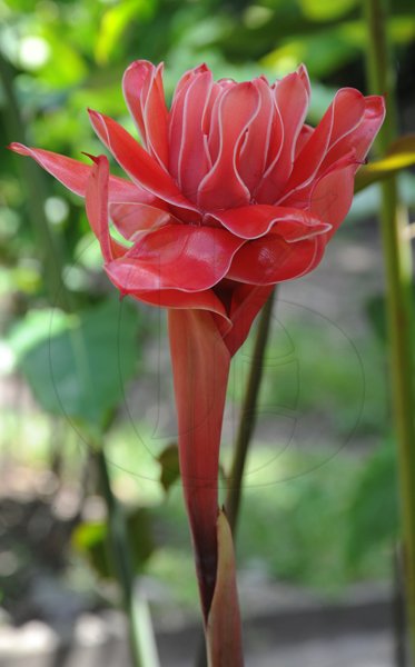 Norman Grindley/Chief Photographer
Hope Botanical Gardens in St. Andrew Jamaica. 
(FOR PHOTO GALLERY)