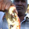 Ian Allen/Staff Photographer
Delbert Guiness with crabs from his days catch in Port Antonio.