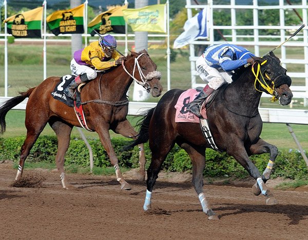 Ian Allen/Photographer
Brawn ridden by Jockey Aaron Chatrie winning the (8th race) The Super Lotto"Become A Super Millionaire" Trophy over 1500 metres at Caymanas Park on Boxing Day.