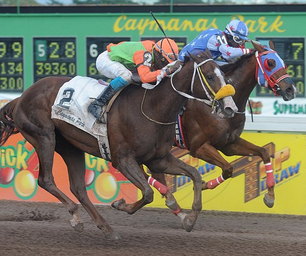 Ian Allen/Photographer
Abbey Road left ridden by Jockey O.Edwards getting the better of Turbo Machine Cat right, ridden by Jockey Robert Mitchell to win the 9th race sponsored by Top Draw "Million Jackpot Every Day" Trophy for 3-Y-O over 1700 metres at Caymanas Park on Boxing Day.