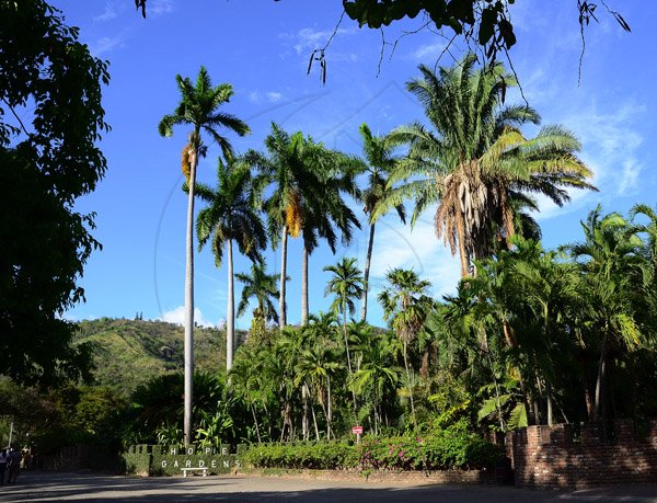 Gladstone Taylor / Photographer

Hope gardens island gem feature