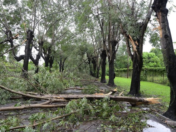 Ian Allen/Photographer
Historical Avenue, one of the entrance to the Hope Botanical Gardens after the passage of Hurricane Sandy.