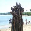 Paul Williams/Gleaner Writer
The stack of wood that would become a bonfire on the night of Saturday, May 26, at Calabash Bay, St Elizabeth.