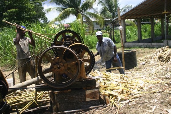 Christopher Serju/Gleaner Writer
Denbigh - The worker at left prepares to ?feed? sugarcane into the mechanical grinder which extracts the juice and deposits the trash. Missing this year was the mule-drawn variation of the process which shows the animal hooked up the device and providing the necessary horse power.