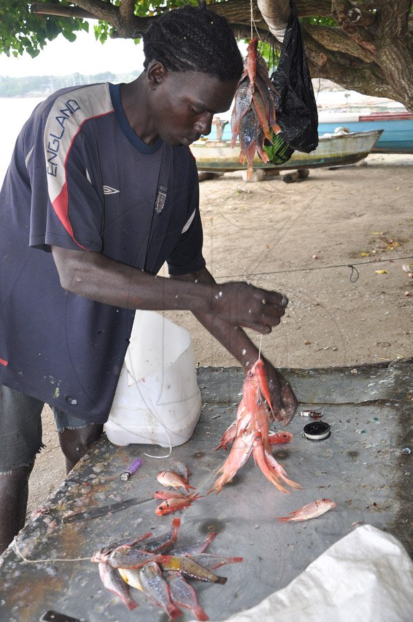 Jermaine Barnaby/Photographer
Fisherman Blacks with some welchman fish on the St Ann's bay fishing beach during a tour of parish capital, St Ann's Bay on Saturday March 21, 2014.