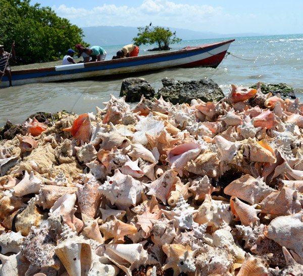 Ian Allen/Staff Photographer
Hundreds of Conch Shells dumped along the beach behind the Sav-la-mar Market by fishermen over the years.