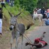 Annual Donkey Race in Top Hill