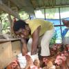 Chicken farmer Juliet Barrett, a resident of Logwood, a tough rural community in St Thomas.