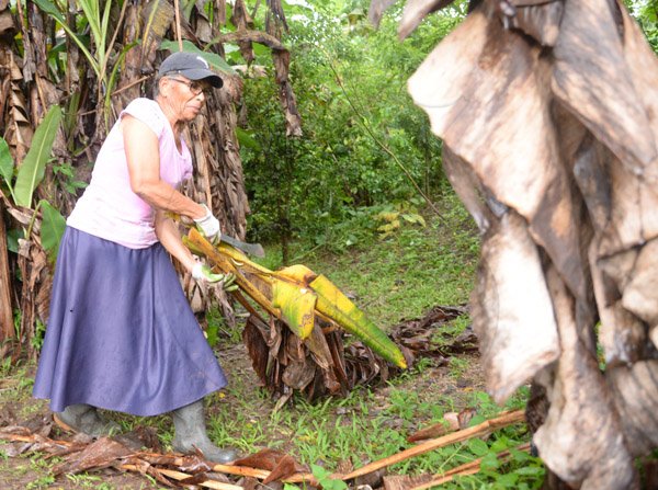 Farmer Hyacinth Rowe clearing up an area in her banana farm in Grosset road, Port Antonio Portland on Monday.