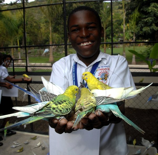 Ian Allen /  Photographer
Davian Strewart the second place winner in the just concluded Gleaner Spelling Bee competition could not hide his delight while feeding the Budgerigar while  visiting the Hope Zoo along with the other finalists as part of their prize.