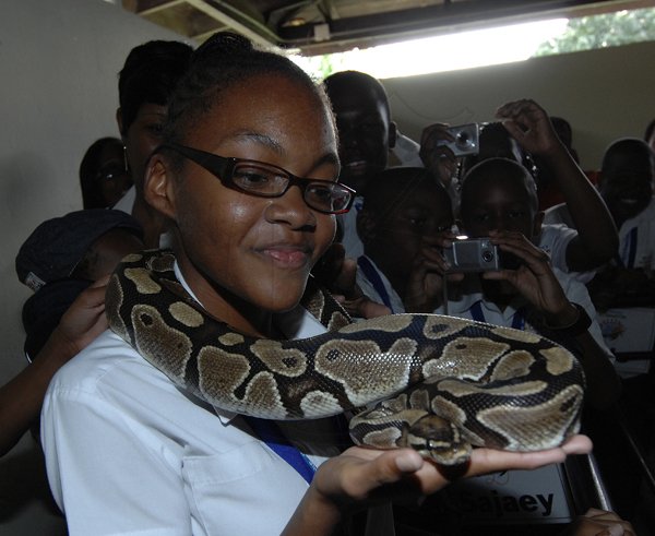 Ian Allen /  Photographer
Tianne Barclay of Ardenne High pet a snake at the Hope Zoo while on a visit to the Zoo as part of the prize for being a parish champion in the Gleaner's Spelling Bee competition.