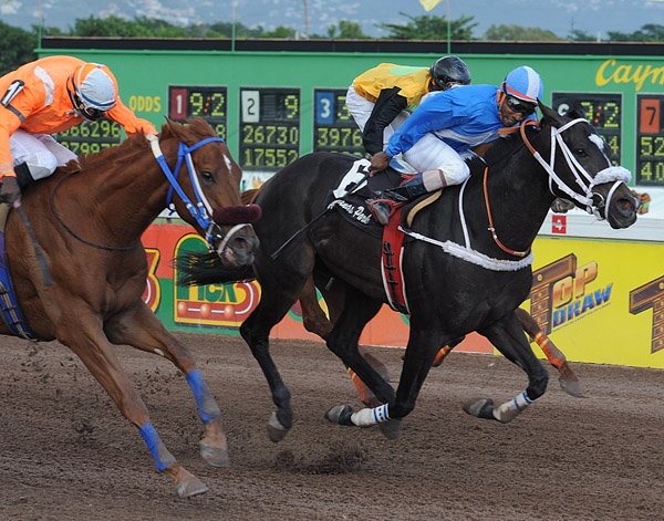 Ian Allen/Photographer
Fiftyonestorm centre, ridden by Jockey V. Najair edging Gold Screw left, ridden by B.Harvey and El Numero Uno right, ridden by Dane Nelson in the (6th) The Dollaz "Cash Bonanza" Trophy 1000 metres straight on Boxing Day at Caymanas Park.