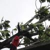 Norman Grindley/Chief Photographer
Residents cut falling tree in Maverly St. Andrew.