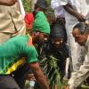 UWI Ganja Planting