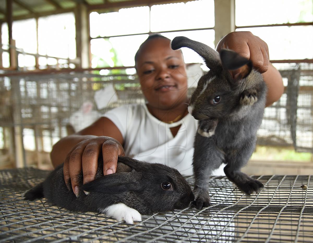 Jamaica GleanerGallery|Photo of the Day|Rabbit Rearing